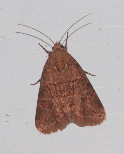 Bryophila sp.